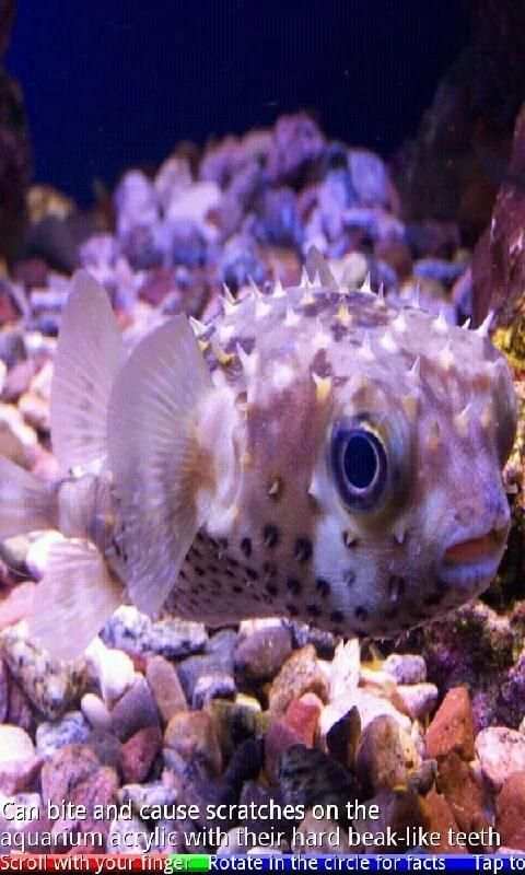 Marine Aquarium Fish 2