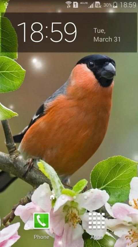 Spring Birds Live Wallpaper screenshot 6