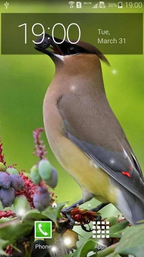 Spring Birds Live Wallpaper screenshot 5