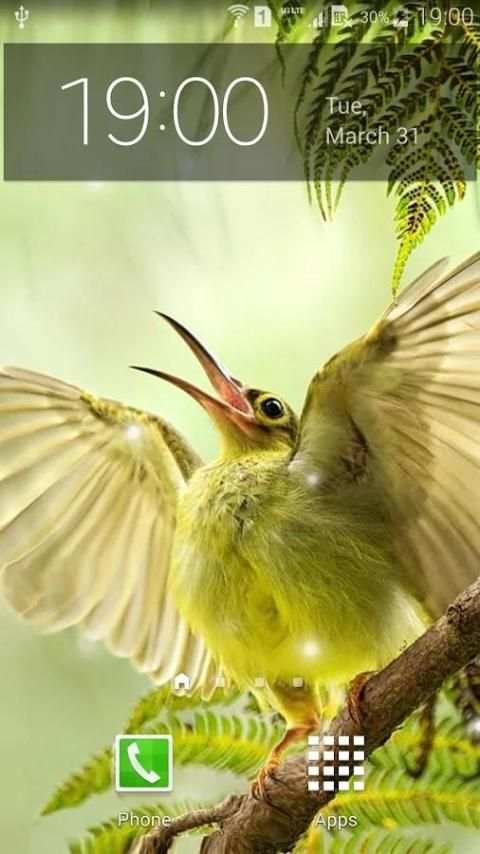 Spring Birds Live Wallpaper 2 تصوير الشاشة