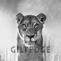 Giltedge Africa Luxury Safaris on 9Apps