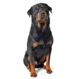 Rottweiler Sounds &amp; Dog Sounds आइकन