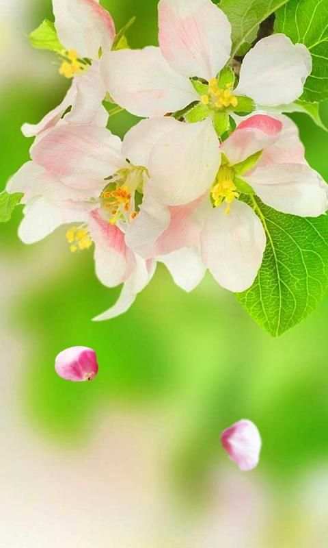 Flowers Spring live wallpaper screenshot 3