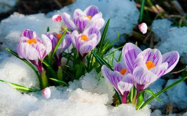 Flowers Spring live wallpaper screenshot 1