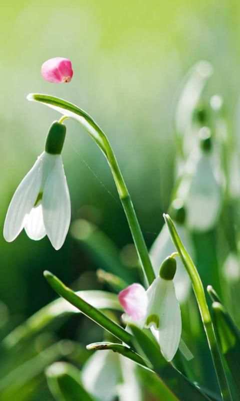 Flowers Spring live wallpaper screenshot 4