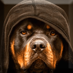 Rottweiler Wallpaper иконка