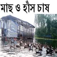 মাছ ও হাঁস চাষ পদ্ধতি এক সাথে on 9Apps