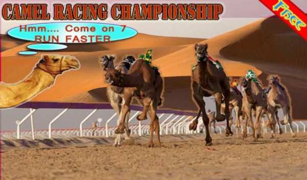 Camel Racing Championship screenshot 1
