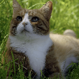 Красивые кошки обои иконка