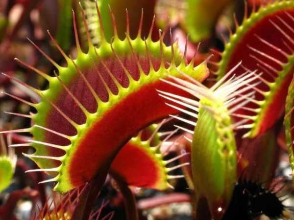 Venus Fly Trap Pack 2 LWP screenshot 2