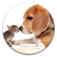 Pet Care Tips on 9Apps
