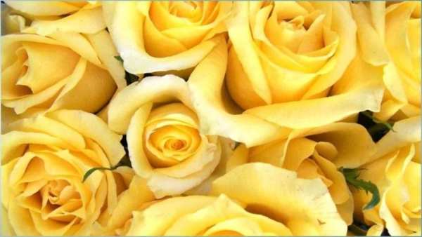Rose Flower Wallpapers screenshot 2