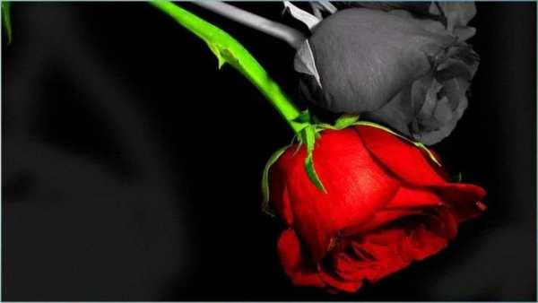 Rose Flower Wallpapers screenshot 1