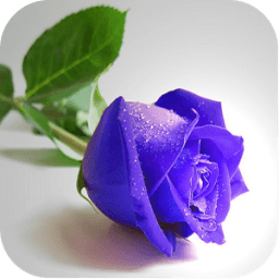 روز خلفيات زهرة أيقونة