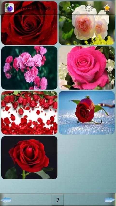 Rose Flower Wallpapers screenshot 11