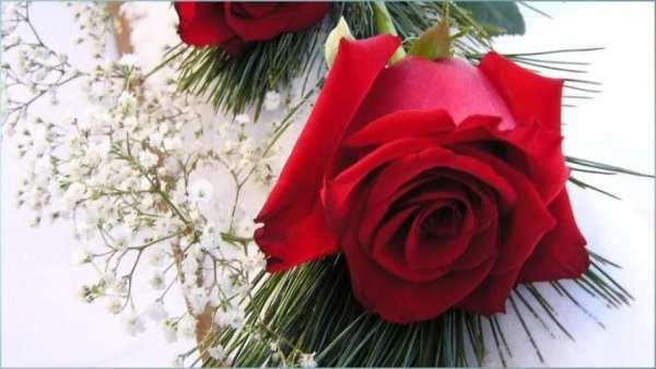 Rose Flower Wallpapers screenshot 4