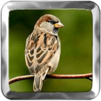 Eurasian Tree Sparrow Singing on 9Apps