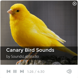 ikon Canary Bird Sounds