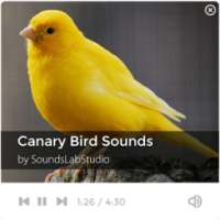 Canary Bird Sounds