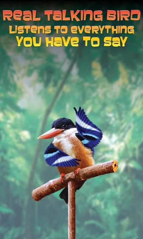 Real Talking Bird скриншот 3