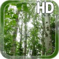 Birch Forest LWP Free