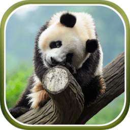 Cute Panda Live Wallpaper