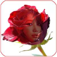 red rose frame transparent