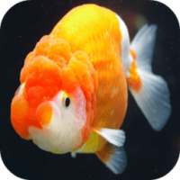 Goldfish on 9Apps