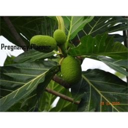 Preg Calculator أيقونة