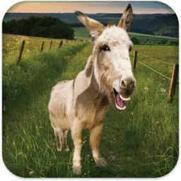 Talking Donkey आइकन