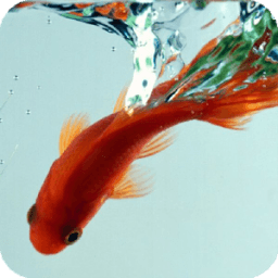 Goldfish Live Wallpaper आइकन
