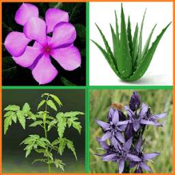Herbal Trees  1.0