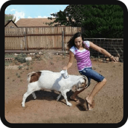 Funny Eid ul Azha Vedios icon