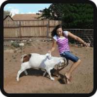 Funny Eid ul Azha Vedios