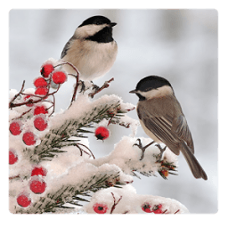 Birds LiveWallpapers आइकन