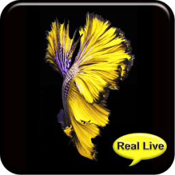 Betta Fish 6S Video Wallpaper icon