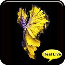Betta Fish 6S Plus 1.0