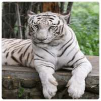 Tiger LiveWallpapers