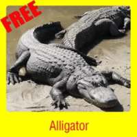 Alligator