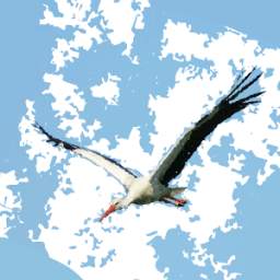Sounds of birds 1.0