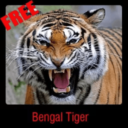 Bengal Tiger иконка