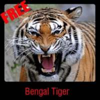 Bengal Tiger