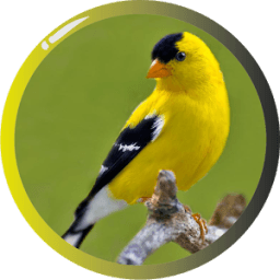 ikon Burung American Goldfinch