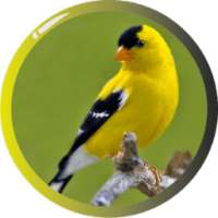 Burung American Goldfinch on 9Apps