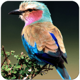 Birds Wallpaper иконка