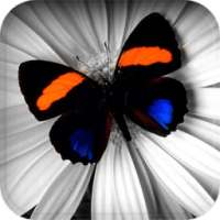 Color Splash Effects आइकन