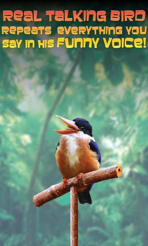 Real Talking Bird скриншот 4