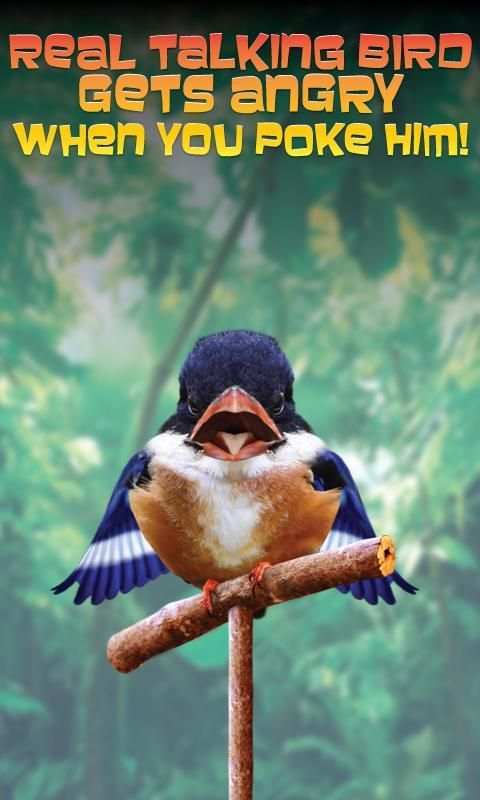 Real Talking Bird скриншот 1
