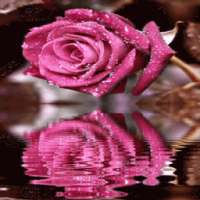 Dewy Pink Reflection LWP