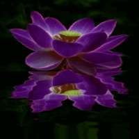 Purple Lotus Live Wallpaper on 9Apps